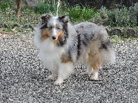 Étalon Shetland Sheepdog - Lutine de la Chambrette Agenaise