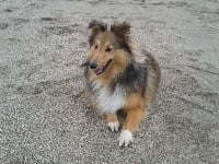 Étalon Shetland Sheepdog - Hely cybelle des Jardins de Becky