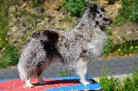 Étalon Shetland Sheepdog - Maybac du Royaume d'Angélique