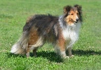 Étalon Shetland Sheepdog - Jessy blonde De chiroulet