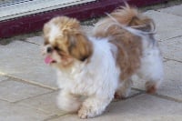 Étalon Shih Tzu - Joline du Chevalier de la Toison D'Or