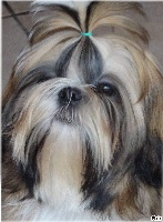 Étalon Shih Tzu - Tangalyfall Qi-mono uchikake