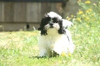 Étalon Shih Tzu - Naica du Moulin de Bonneval