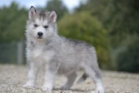 Étalon Siberian Husky - Nymeria de l'écume des cimes blanches