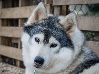 Étalon Siberian Husky - Just pretty Of Eternal Djei