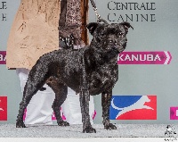 Étalon Staffordshire Bull Terrier - CH. shades of blues Inside the roxy's