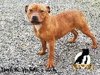 Étalon Staffordshire Bull Terrier - Nickelle nabilla Du Clos Des Ombres Celestes