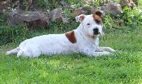 Étalon Staffordshire Bull Terrier - Malia (Sans Affixe)