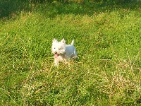 Étalon West Highland White Terrier - Jane du domaine des cotelles