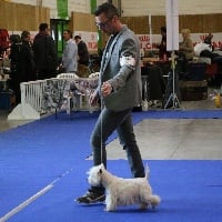 Étalon West Highland White Terrier - Easy Jon's Lady lollypop