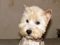 Étalon West Highland White Terrier - Milka de Paline
