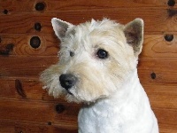 Étalon West Highland White Terrier - Milou (Sans Affixe)