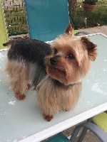 Étalon Yorkshire Terrier - Falcon de l'Orée du Bois Ruffin