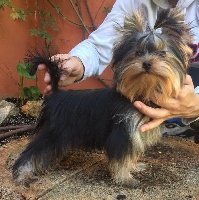 Étalon Yorkshire Terrier - Mygörd Dybala