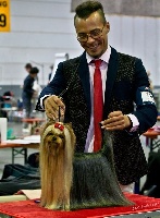 Étalon Yorkshire Terrier - CH. Haute couture De la vierge doree