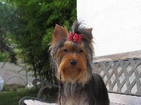 Étalon Yorkshire Terrier - Horfeo's Handsome man