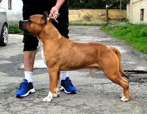 golden choice Big walkers