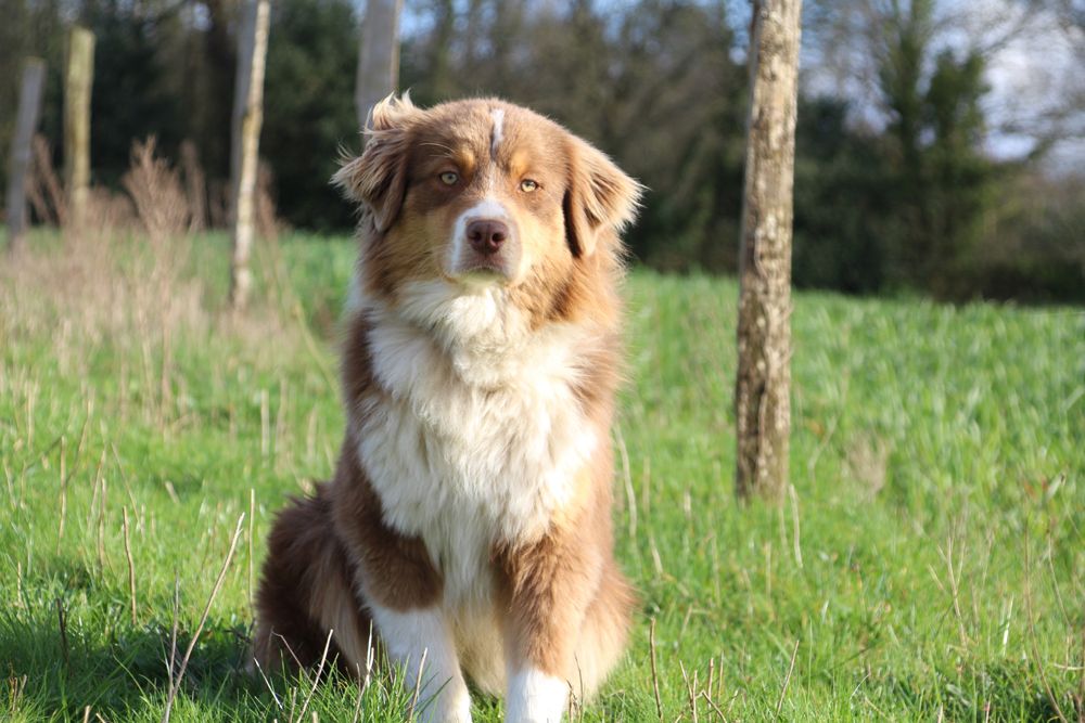 Publication : du Domaine Des Frères Des Loups