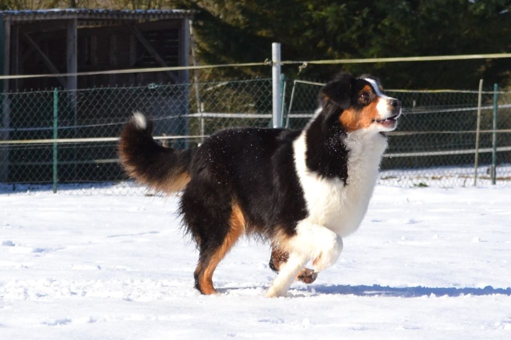 Hizzy black tatanka Du Domaine De La Canurie