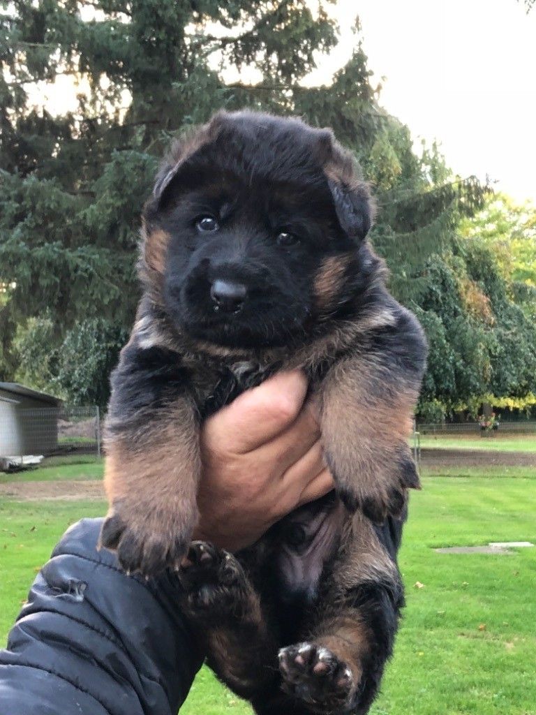 Publication : Du Montgison Auteur : Eric Trentenaere