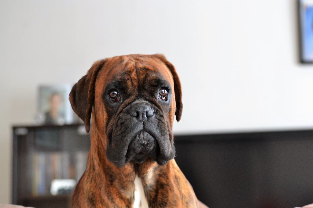 Publication : des chetemis Auteur : Philippe DUMONT