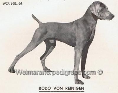 Bodo von reiningen