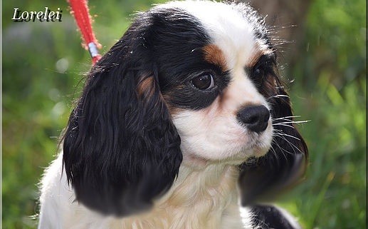 Lorelei (Sans Affixe)