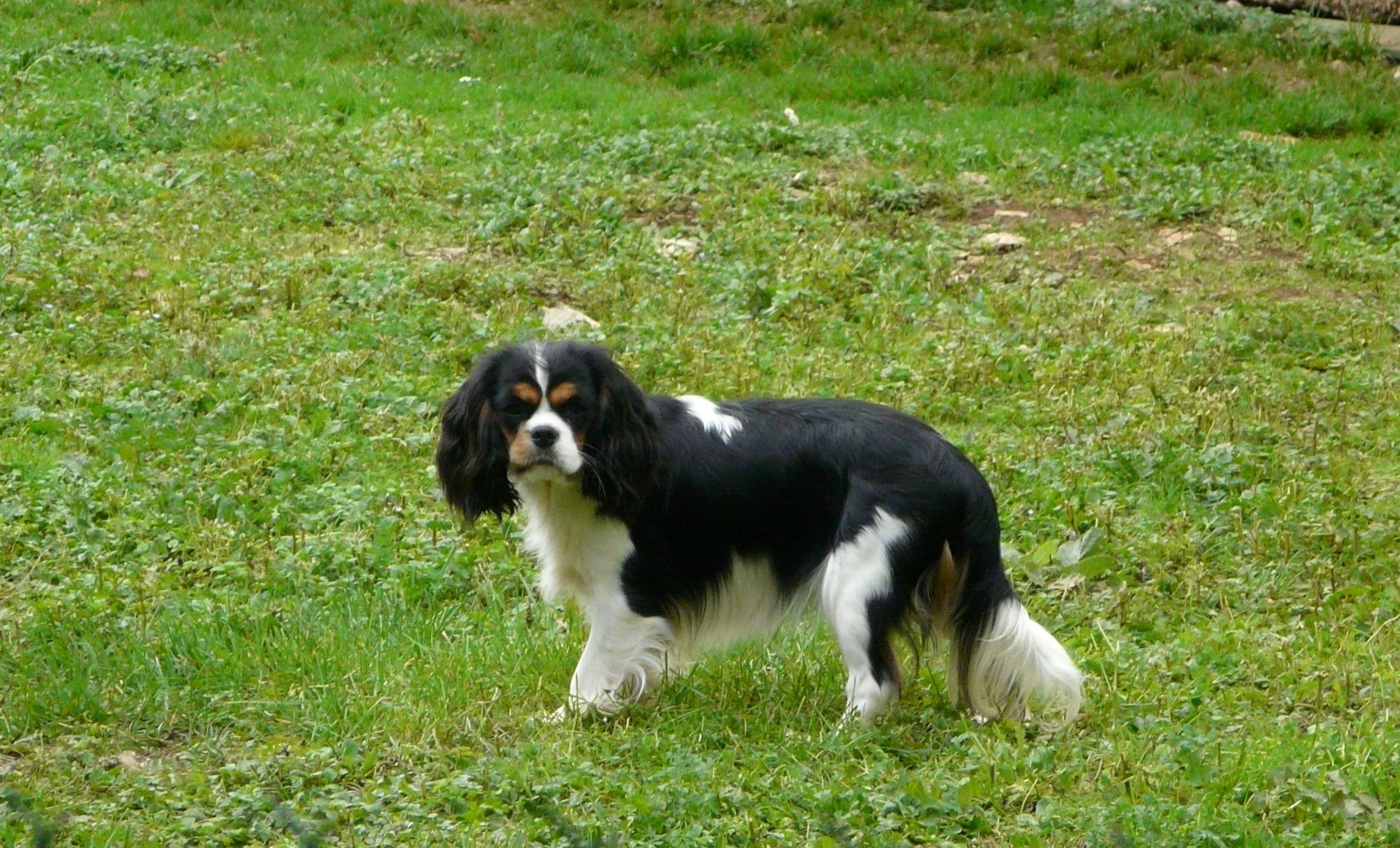 Margot du domaine de lavillette