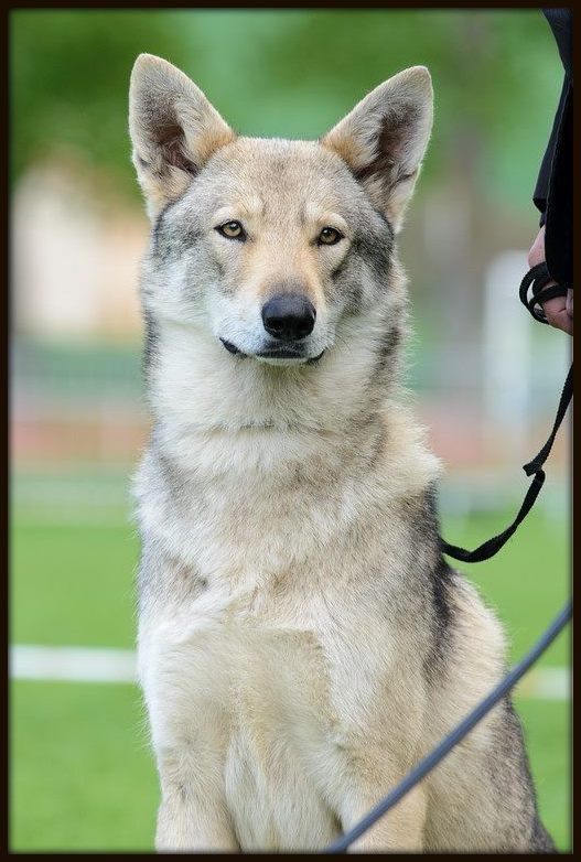 CH. I'salem wolfblood De Luna Canis Lupus