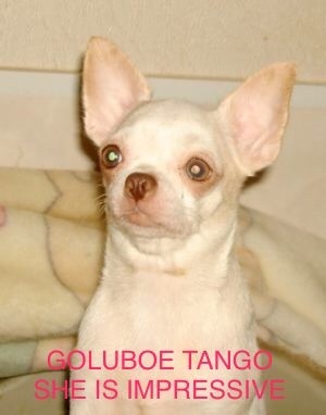goluboe tango She is impresssive