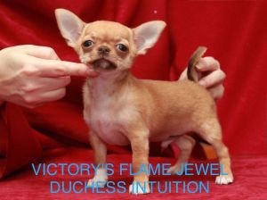 victory's Flame jewel dusches intuition