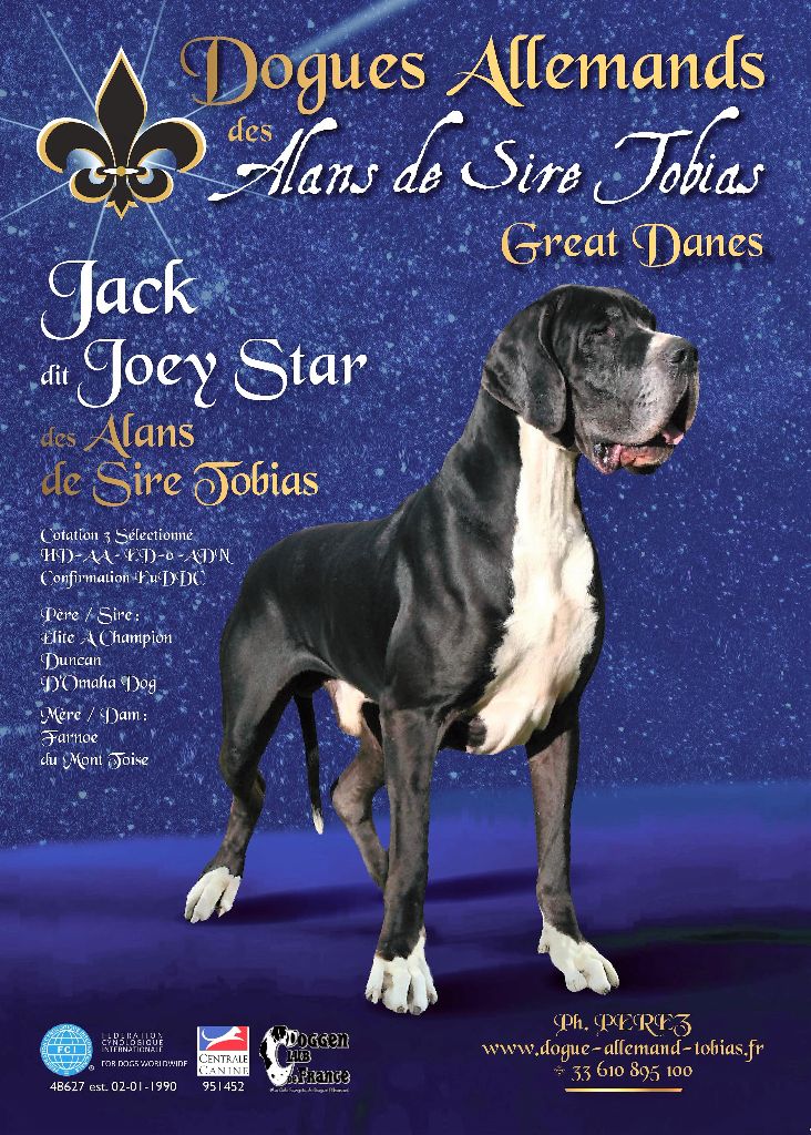 Publication : des Alans de sire Tobias Auteur : © AlansdeSireTobias Great Danes