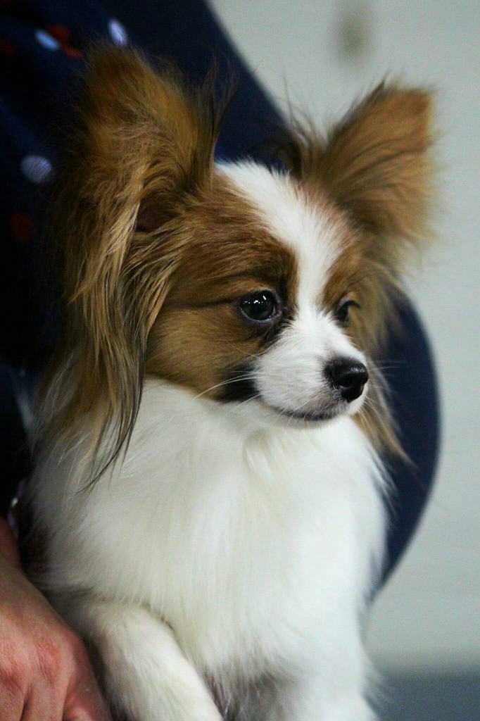 Publication : of whitsunday Ranch Auteur : Isabelle Huchon