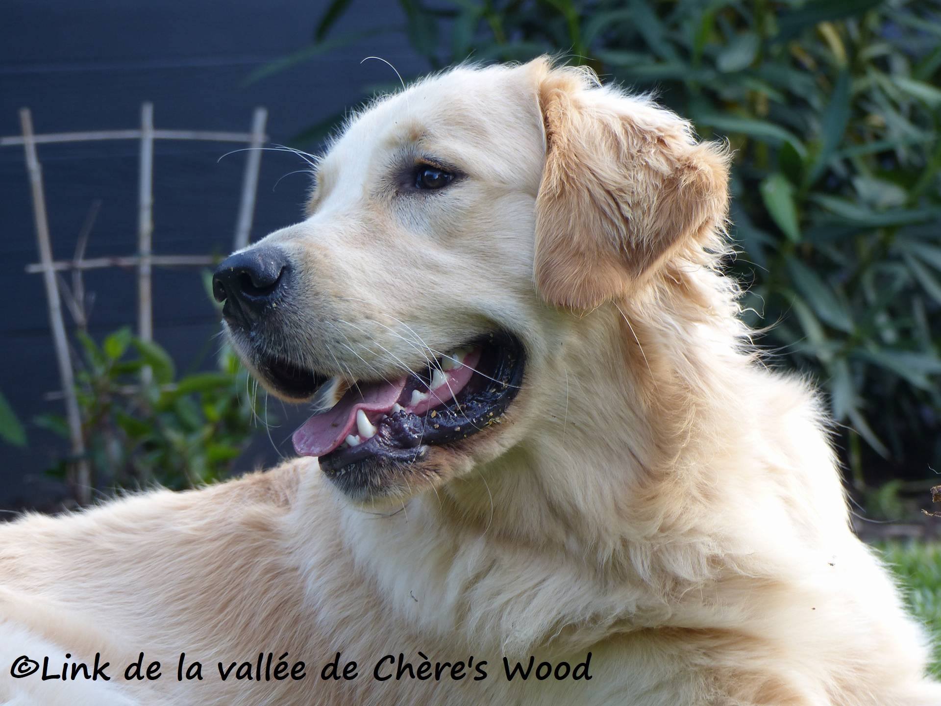 Publication : De La Vallée De Chère's Wood Auteur : Sandra N.G