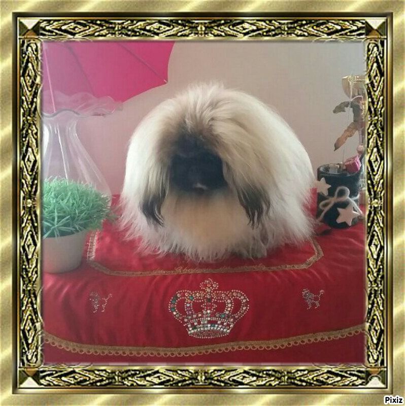 Litchi De la pagode de mai li