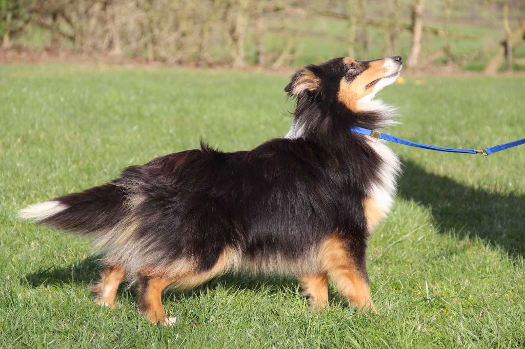 Naf-naf de l'Angelarde