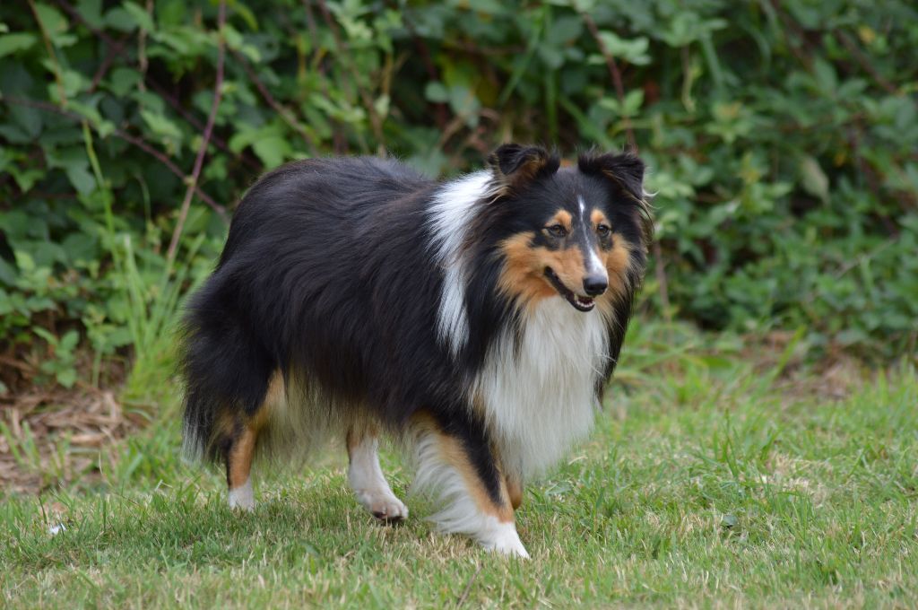Publication : De La Forêt Des Celtes Auteur : Marion Vrignaud