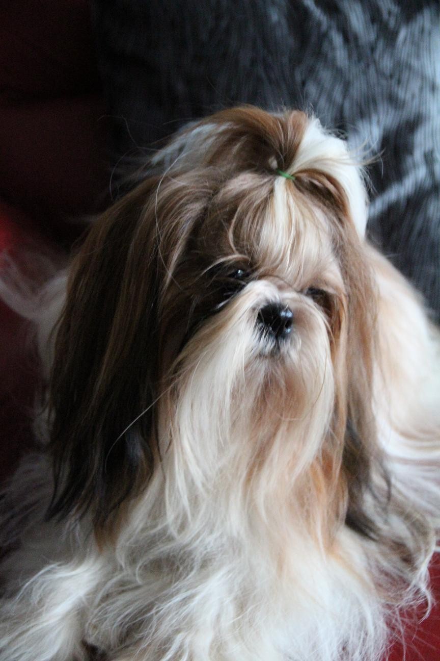 Publication : Domaine le Pin Franc Auteur : Delmart