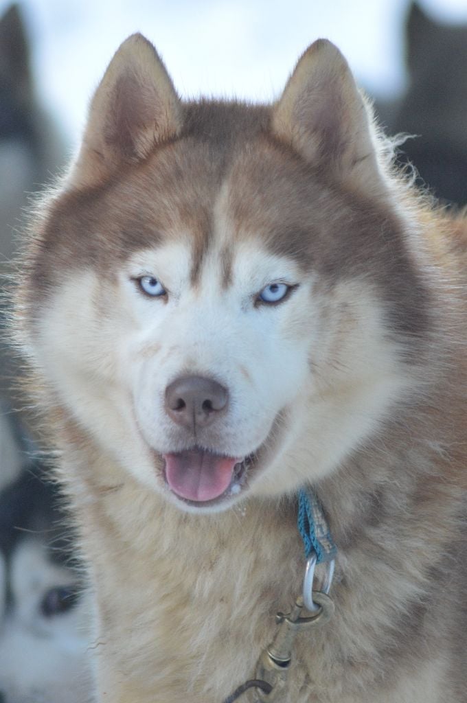 Lord of snow des reves de neige