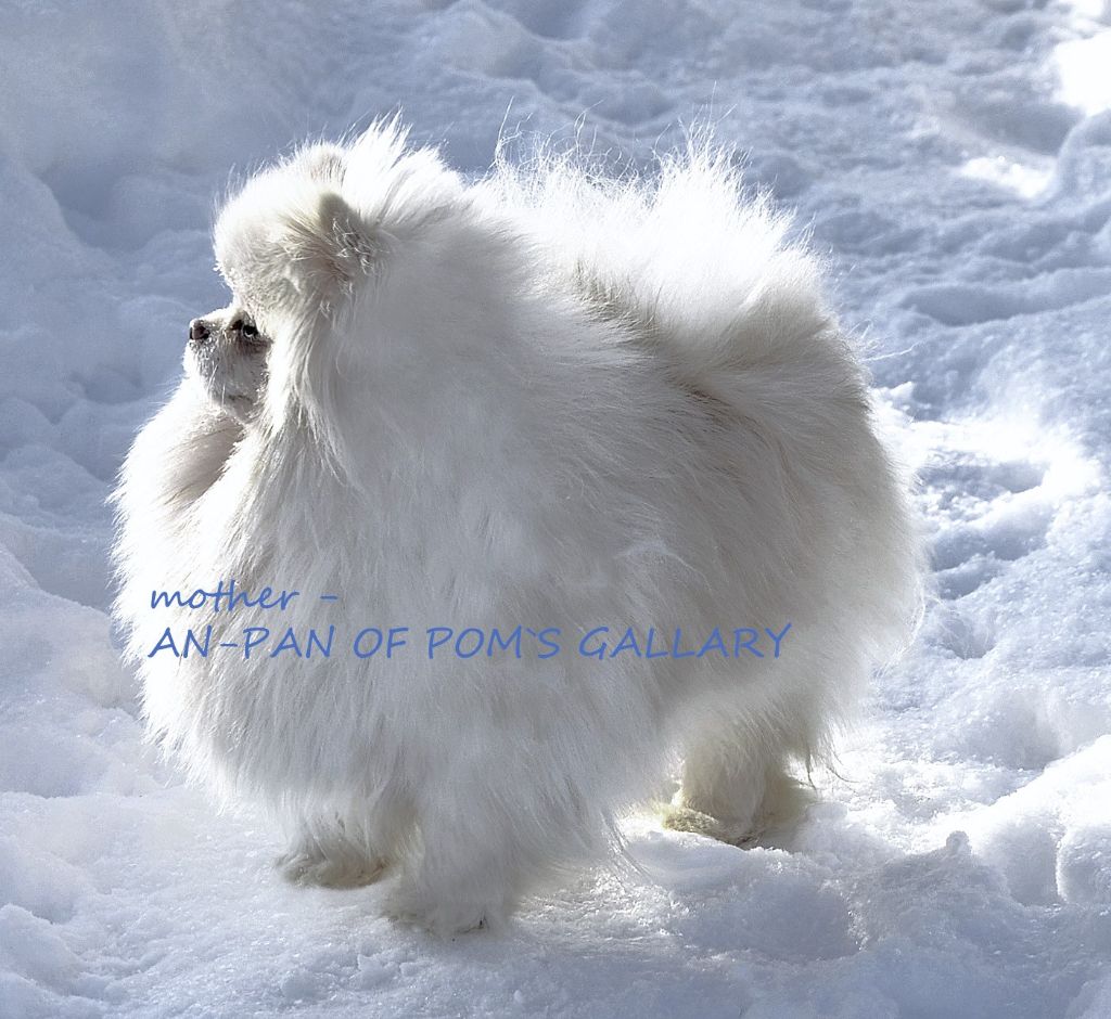 An-pan of the pom's gallary