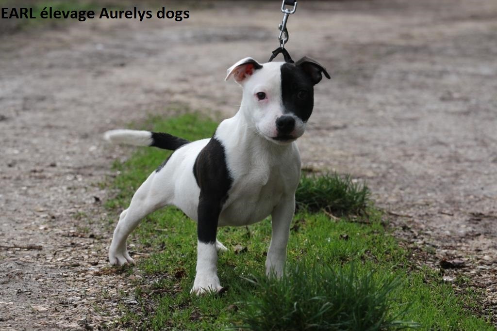 Publication : Aurely's Dogs Auteur : aurelys dogs