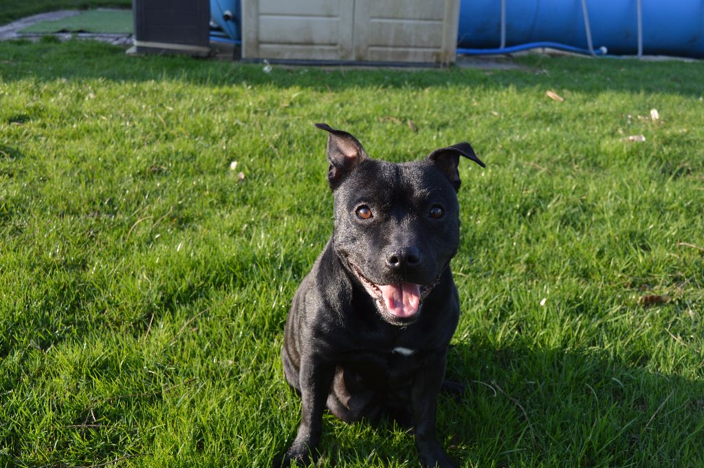 Publication : des Chasseurs D'Ombre Auteur : VIAL BERNADETTE