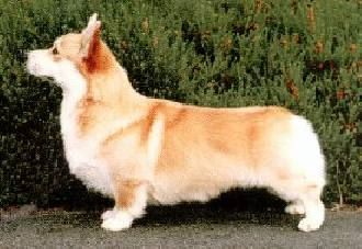 CH. jade tree Penway up country