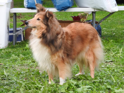 Étalon Shetland Sheepdog - CH. Iliade blonde du Cèdre Enchanté