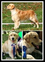 Étalon Golden Retriever - Magic willow Des Genatas