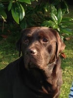 Étalon Labrador Retriever - H'loukoum de la corbeille de venus