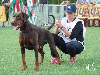 Étalon Dobermann - CH. pride of russia Stalker