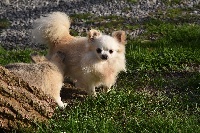 Étalon Chihuahua - Fil d'or du Cèdre Enchanté