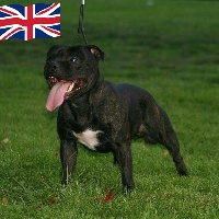 Étalon Staffordshire Bull Terrier - Black Insolence Izzy