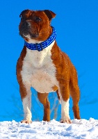 Étalon Staffordshire Bull Terrier - CH. Staffinity Champion international little white sox